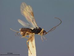 Phaenocarpa lyra by the Smithsonian. Used under a CC0 license.