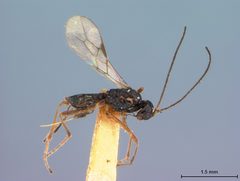 Phaenocarpa reticulata by the Smithsonian. Used under a CC0 license.