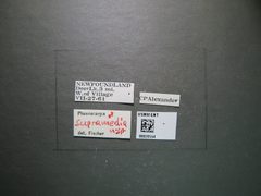 Phaenocarpa supramedia by the Smithsonian. Used under a CC0 license.
