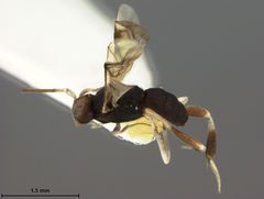 Phanerotoma albiscapa by the Smithsonian. Used under a CC0 license.