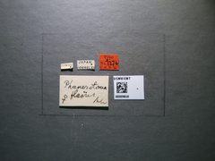 Phanerotoma flaires by the Smithsonian. Used under a CC0 license.