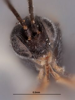 Pholetesor chiricahuensis by the Smithsonian. Used under a CC0 license.
