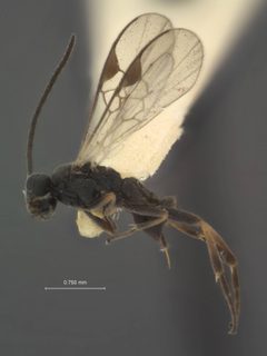 Pholetesor masoni by the Smithsonian. Used under a CC0 license.