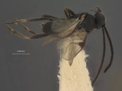 Pholetesor masoni by the Smithsonian. Used under a CC0 license.