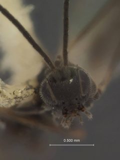 Pholetesor masoni by the Smithsonian. Used under a CC0 license.