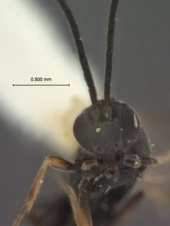 Pholetesor variabilis by the Smithsonian. Used under a CC0 license.