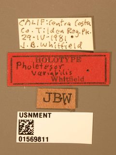 Pholetesor variabilis by the Smithsonian. Used under a CC0 license.