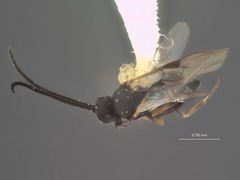 Pholetesor variabilis by the Smithsonian. Used under a CC0 license.