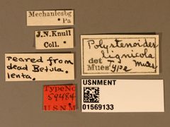 Polystenidea lignicola by the Smithsonian. Used under a CC0 license.