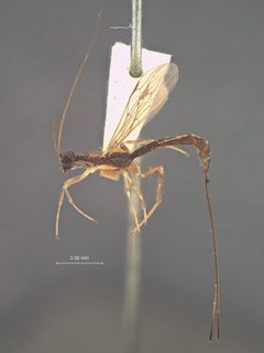 Polystenidea lignicola by the Smithsonian. Used under a CC0 license.