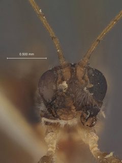 Polystenidea lignicola by the Smithsonian. Used under a CC0 license.