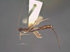 Polystenidea lignicola by the Smithsonian. Used under a CC0 license.