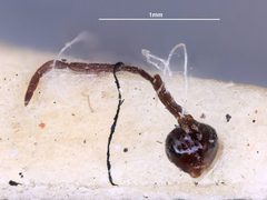 Polystenidea metacomet by the Smithsonian. Used under a CC0 license.