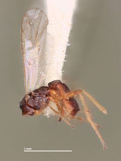Polystenidea metacomet by the Smithsonian. Used under a CC0 license.