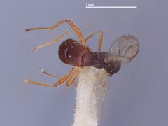 Polystenidea metacomet by the Smithsonian. Used under a CC0 license.