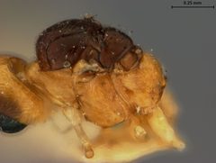 Praon humulaphidis by the Smithsonian. Used under a CC0 license.