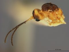 Praon humulaphidis by the Smithsonian. Used under a CC0 license.