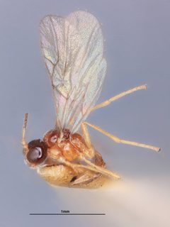 Praon palitans by the Smithsonian. Used under a CC0 license.