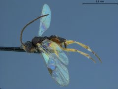 Protapanteles recurvariae by the Smithsonian. Used under a CC0 license.
