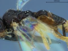 Protapanteles recurvariae by the Smithsonian. Used under a CC0 license.