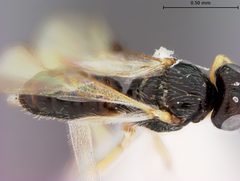 Pseudognaptodon curticauda by the Smithsonian. Used under a CC0 license.