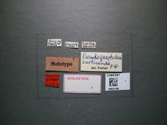 Pseudognaptodon curticauda by the Smithsonian. Used under a CC0 license.