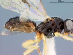 Pseudognaptodon curticauda by the Smithsonian. Used under a CC0 license.
