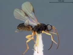 Pseudognaptodon curticauda by the Smithsonian. Used under a CC0 license.