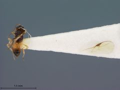 Pseudognaptodon omissus by the Smithsonian. Used under a CC0 license.