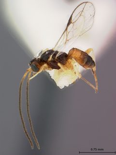 Pseudognaptodon omissus by the Smithsonian. Used under a CC0 license.