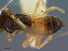 Pseudognaptodon omissus by the Smithsonian. Used under a CC0 license.