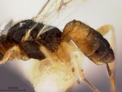 Pseudognaptodon omissus by the Smithsonian. Used under a CC0 license.