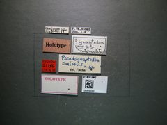 Pseudognaptodon omissus by the Smithsonian. Used under a CC0 license.
