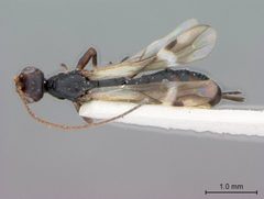 Rhaconotus atratus by the Smithsonian. Used under a CC0 license.