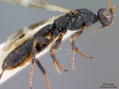 Rhaconotus atratus by the Smithsonian. Used under a CC0 license.