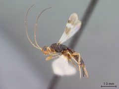 Rhaconotus badius by the Smithsonian. Used under a CC0 license.