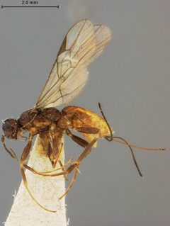 Rhysipolis biformis by the Smithsonian. Used under a CC0 license.