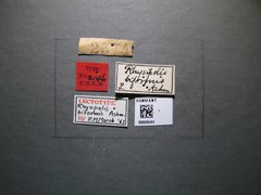 Rhysipolis biformis by the Smithsonian. Used under a CC0 license.