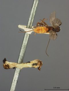 Rhysipolis biformis by the Smithsonian. Used under a CC0 license.