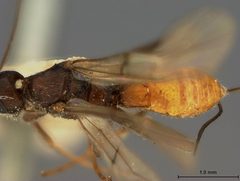 Rhysipolis biformis by the Smithsonian. Used under a CC0 license.