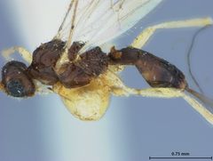 Rhysipolis orchesiae by the Smithsonian. Used under a CC0 license.