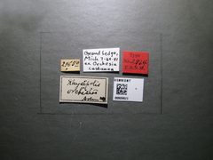 Rhysipolis orchesiae by the Smithsonian. Used under a CC0 license.