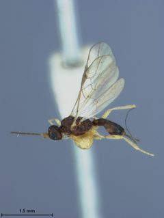 Rhysipolis orchesiae by the Smithsonian. Used under a CC0 license.