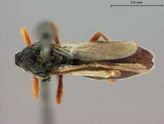Schizoprymnus americanus by the Smithsonian. Used under a CC0 license.