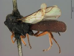 Schizoprymnus americanus by the Smithsonian. Used under a CC0 license.