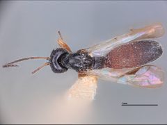 Schizoprymnus phillipsi by the Smithsonian. Used under a CC0 license.