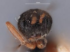 Schizoprymnus phillipsi by the Smithsonian. Used under a CC0 license.