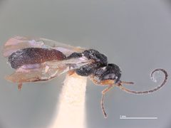 Schizoprymnus phillipsi by the Smithsonian. Used under a CC0 license.