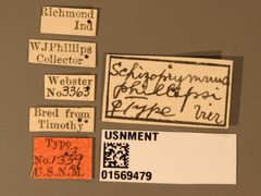 Schizoprymnus phillipsi by the Smithsonian. Used under a CC0 license.