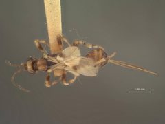 Spathius echemus by the Smithsonian. Used under a CC0 license.